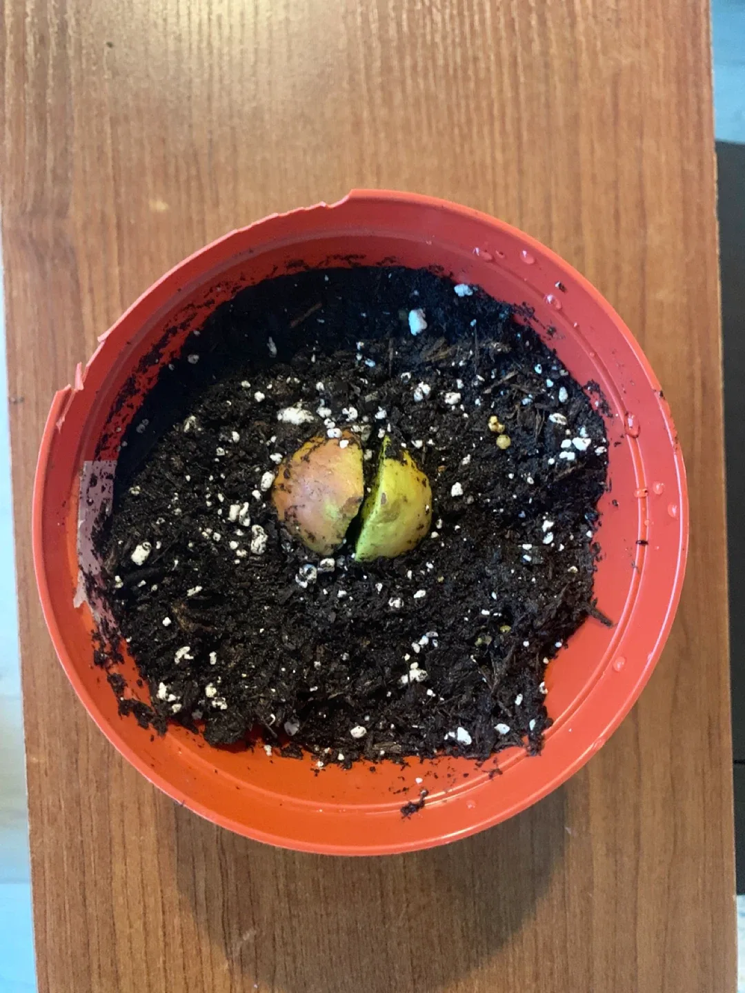 ‼️MOVING SALE‼️ Potted Avocado Seedling thumbnail