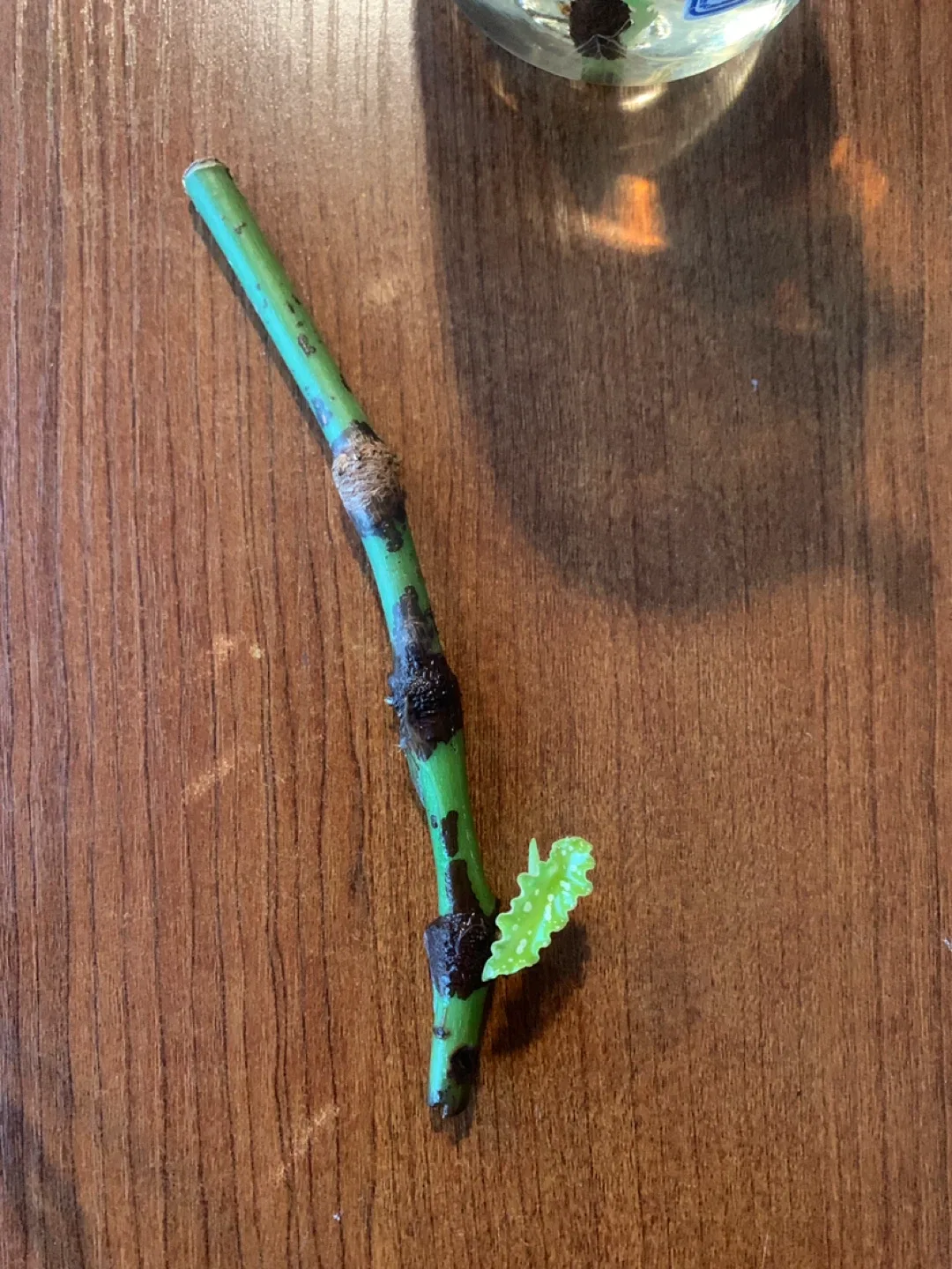 ‼️MOVING SALE‼️ Begonia maculata cutting in water thumbnail