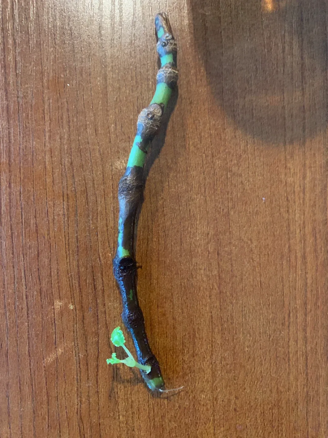 ‼️MOVING SALE‼️ Begonia maculata cutting in water thumbnail