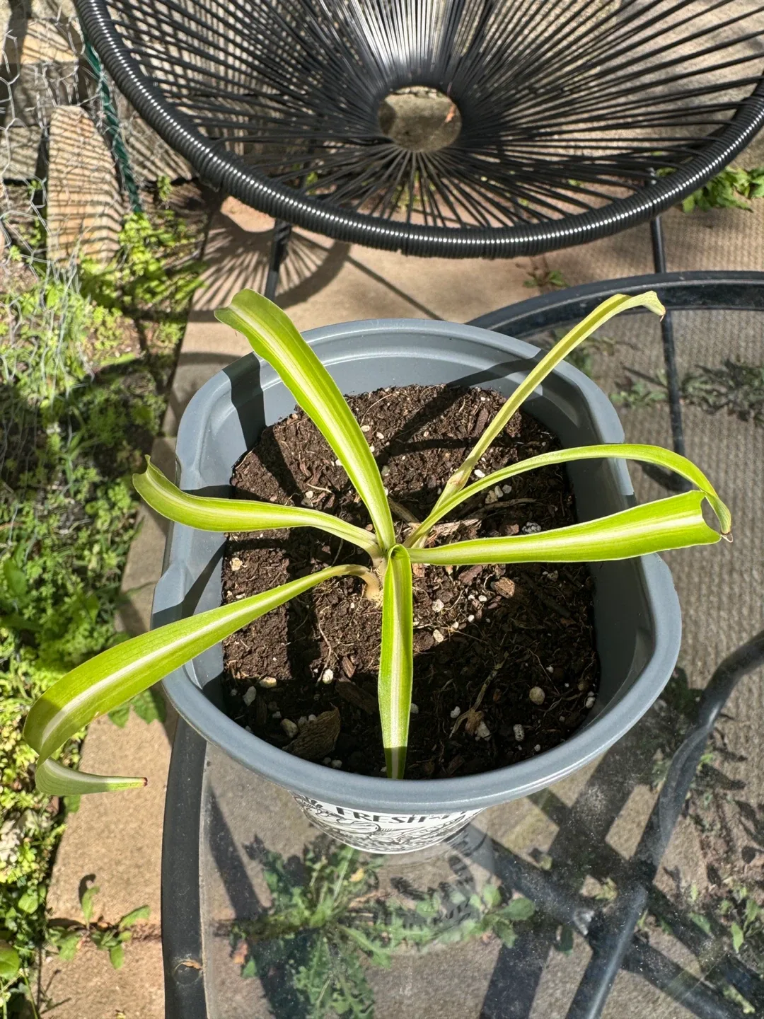 Spider Plant thumbnail