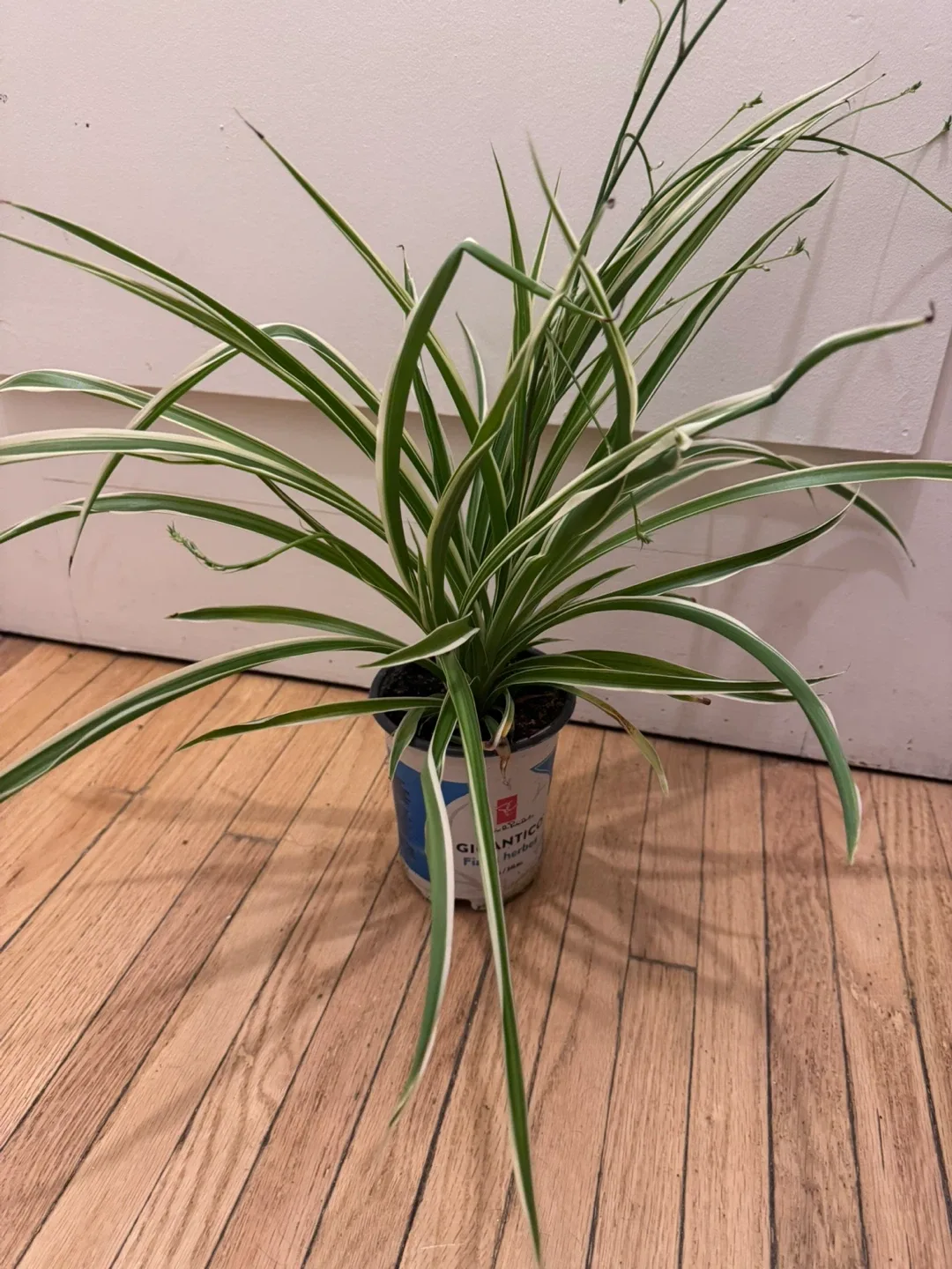 Healthy Strip Spider Plant with baby plants in temporary pot image indicator(4)