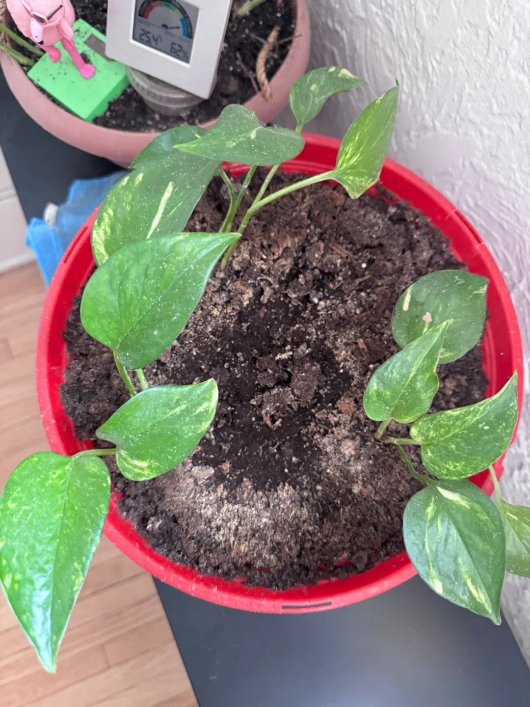 Healthy Marble Pothos  3 Plants ( Money Plant ) in Red Pot thumbnail