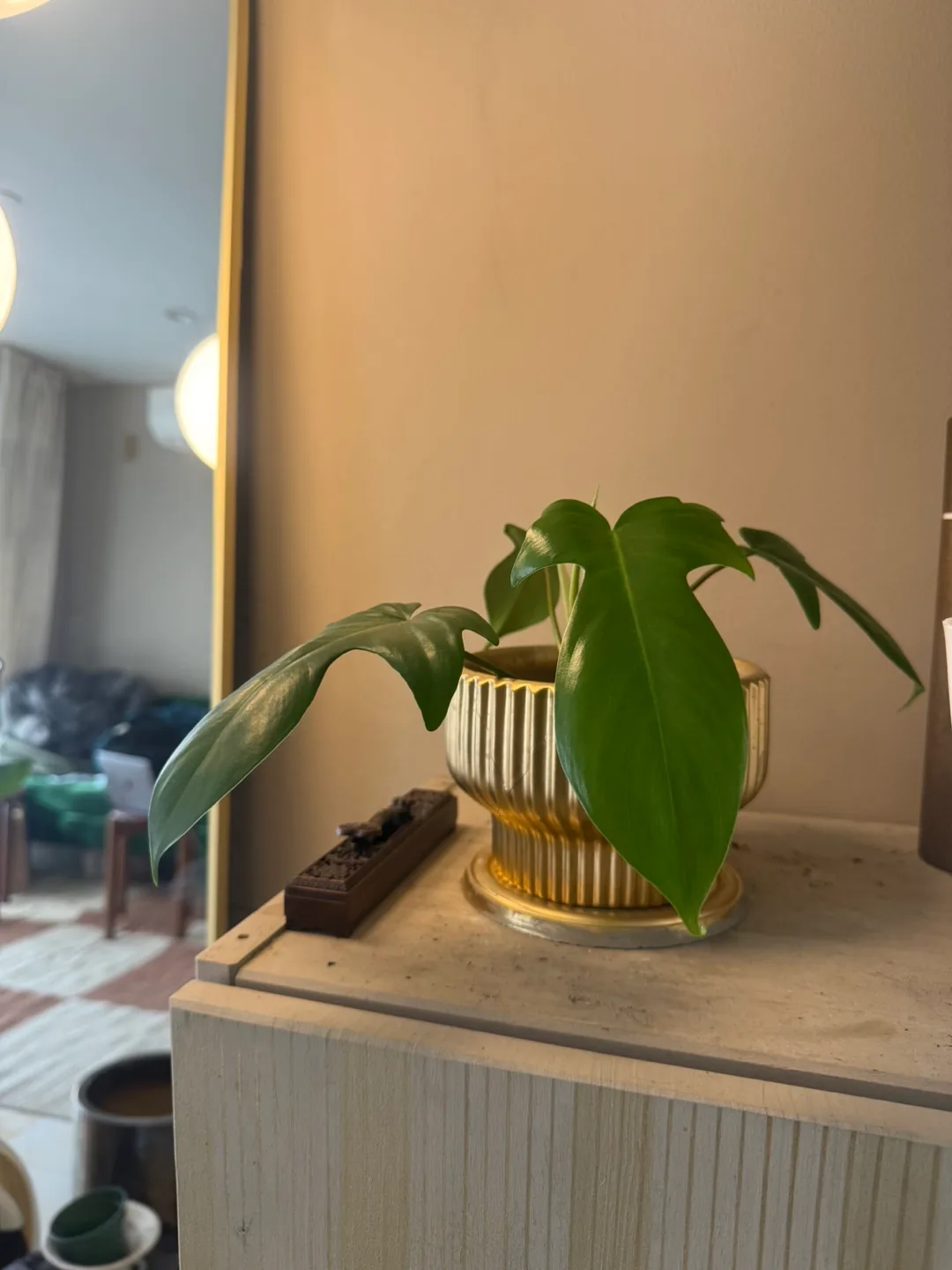 Potted philodendron Florida Green whole Plant image indicator(3)