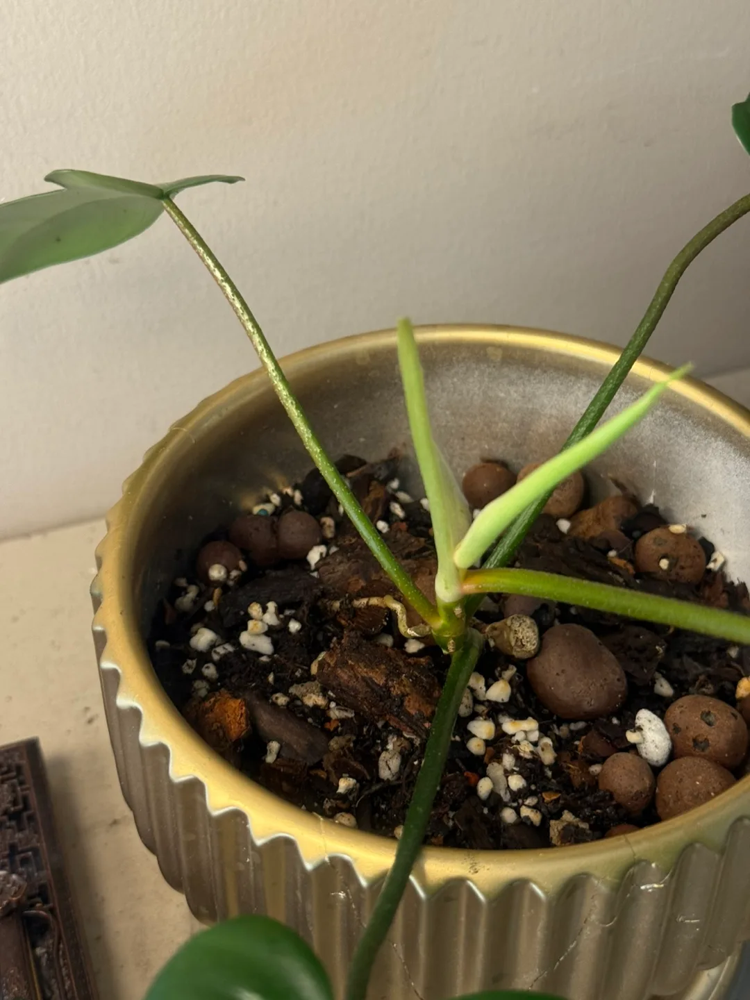 Potted philodendron Florida Green whole Plant image indicator(4)