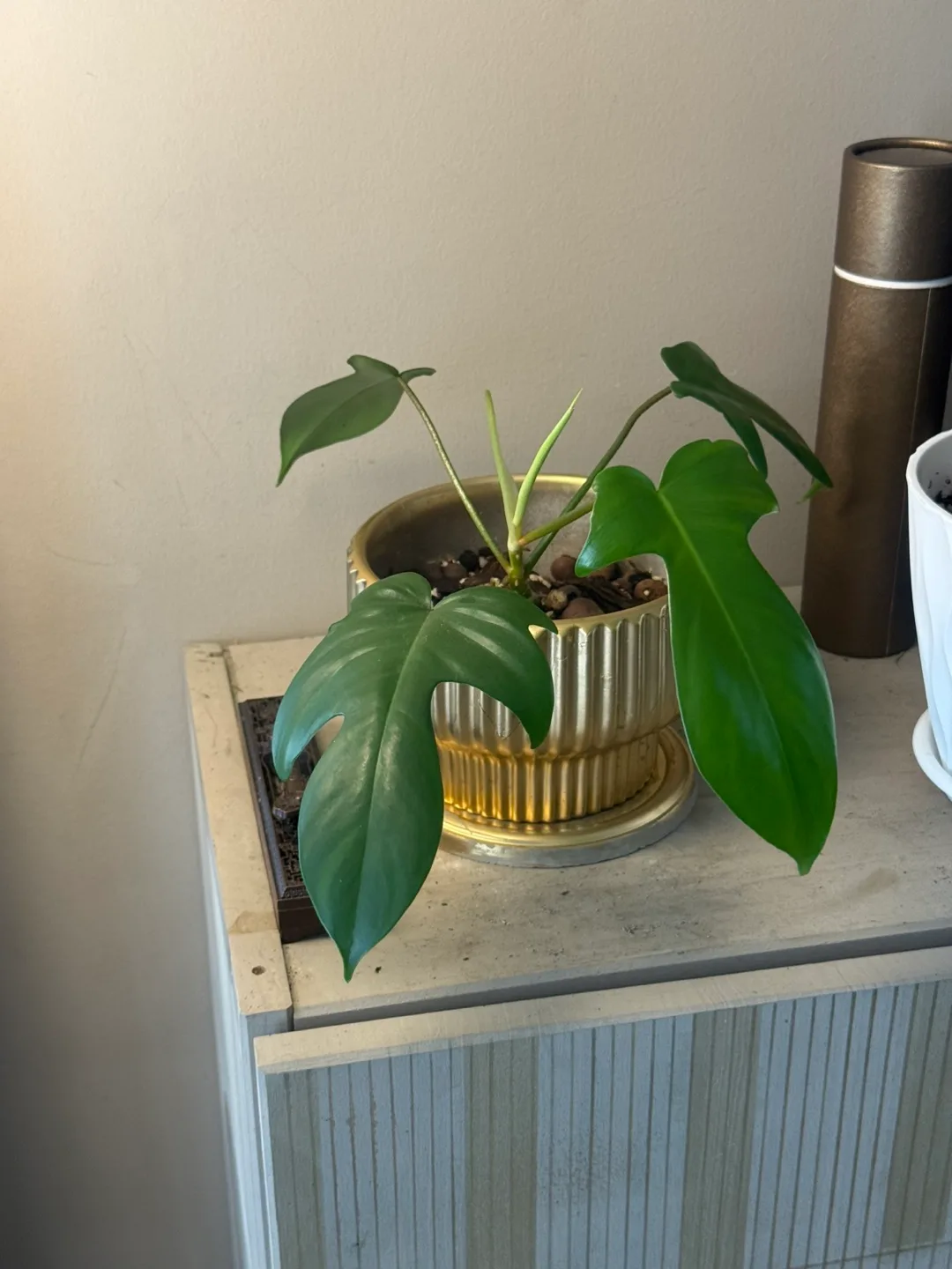 Potted philodendron Florida Green whole Plant image indicator(2)