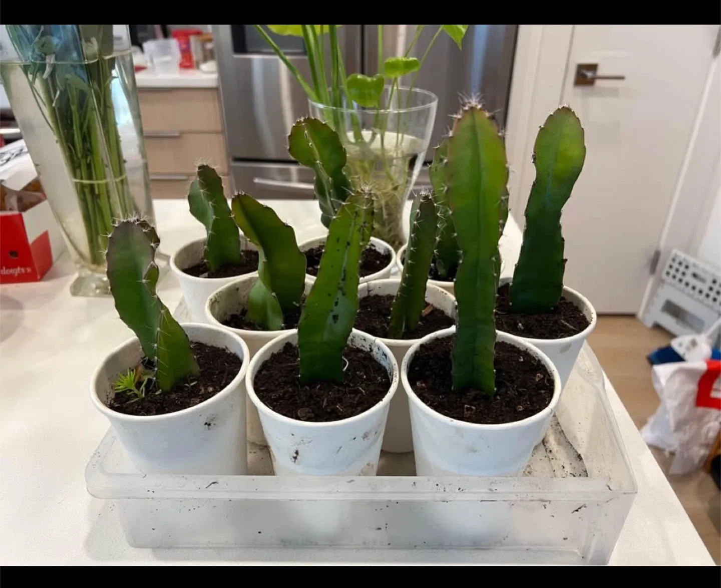 Dragon fruit plants 6 to 12 inches tall image indicator(2)