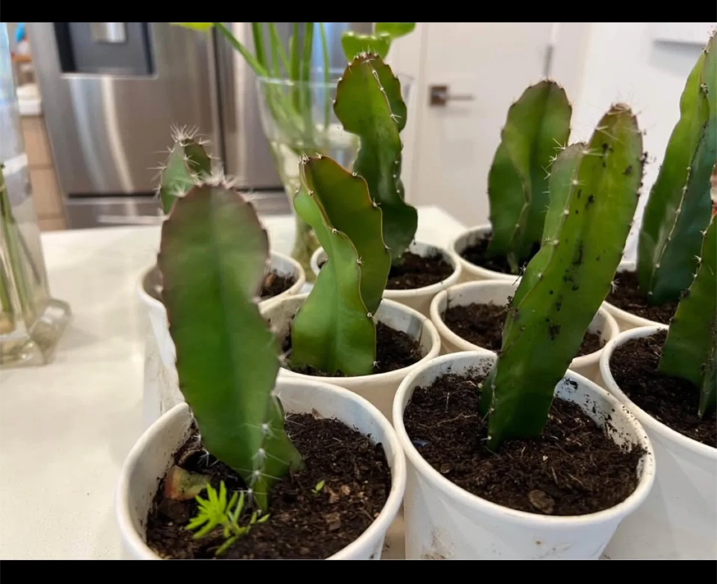 Dragon fruit plants 6 to 12 inches tall image indicator(3)