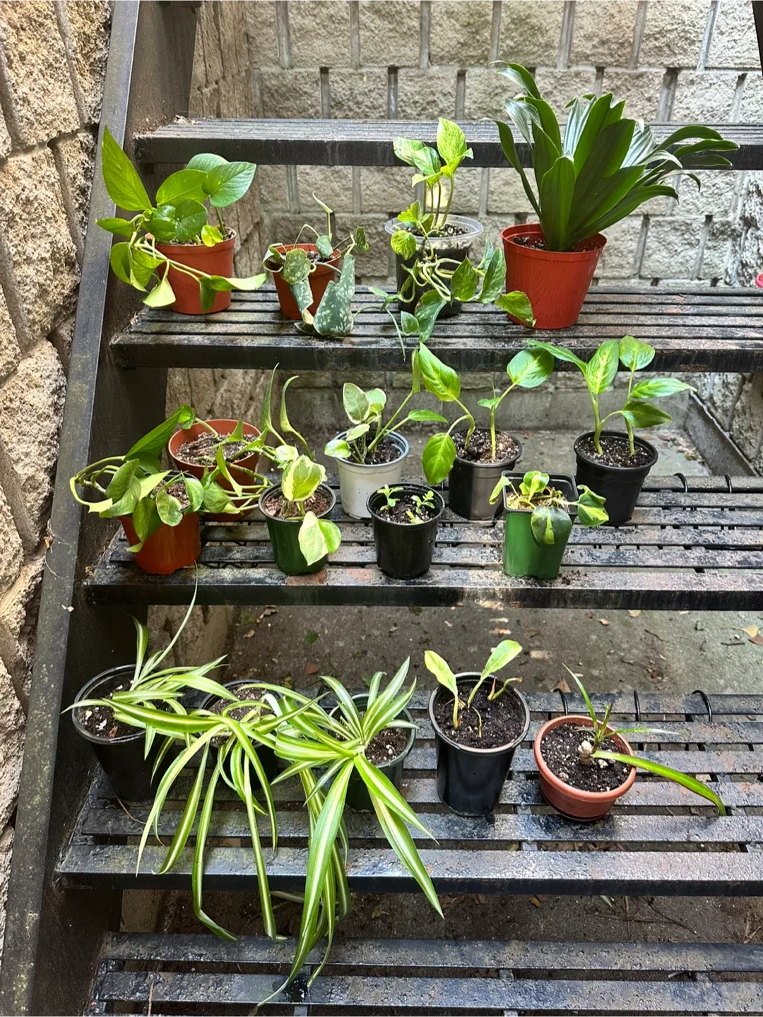 Plant Purge MAKE AN OFFER thumbnail
