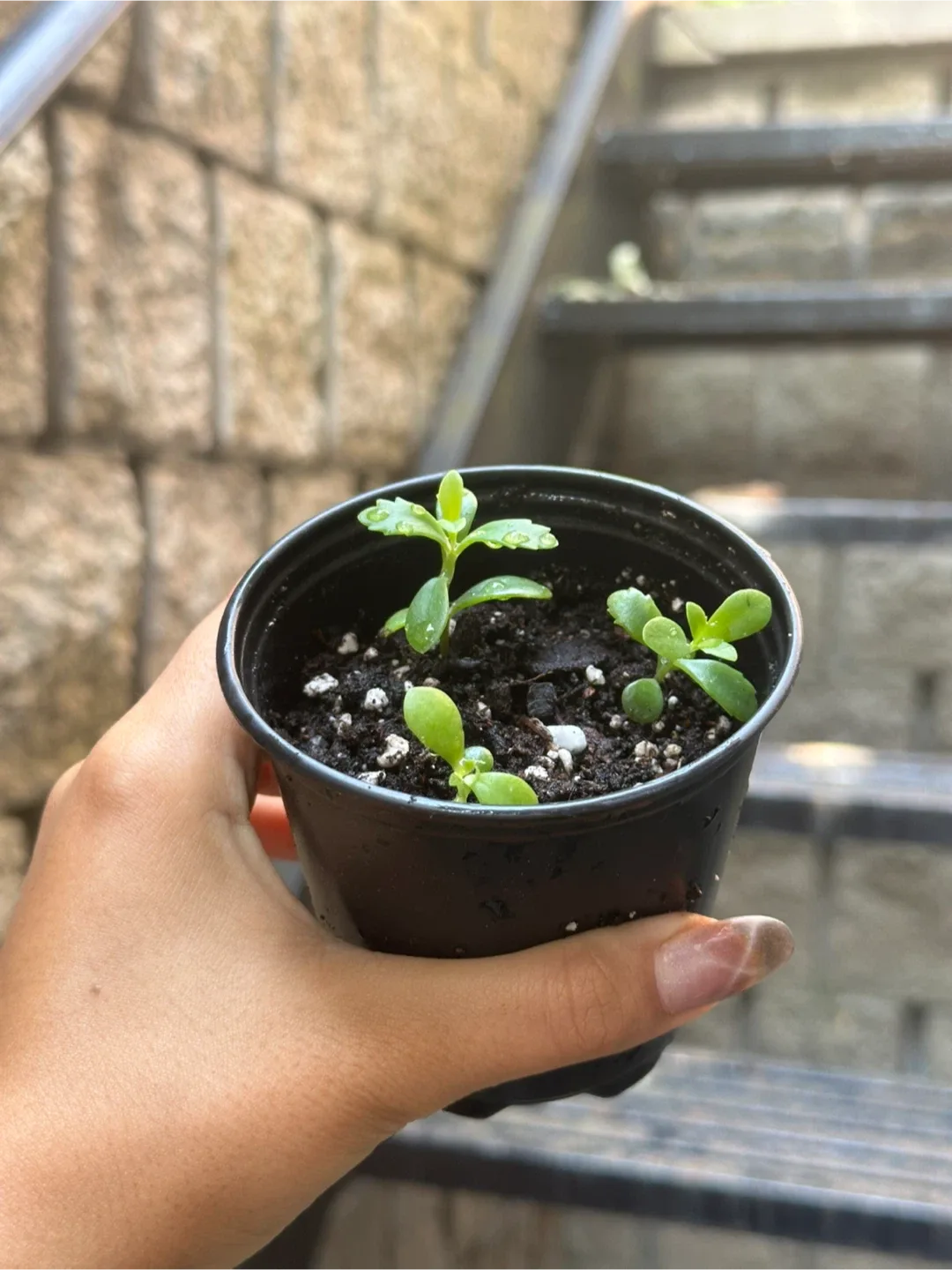 Mother of Thousands Plant thumbnail