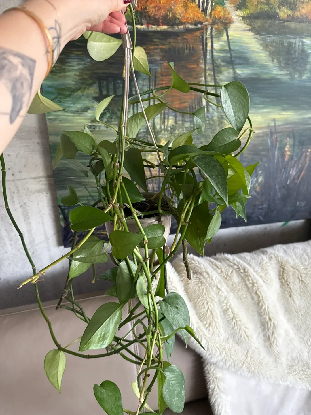 Pothos Hanging Basket thumbnail