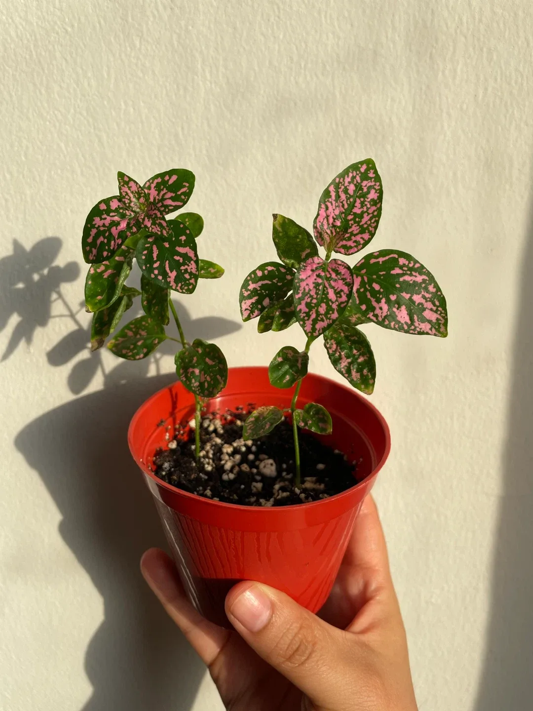 Pink Polka Dot Plant thumbnail