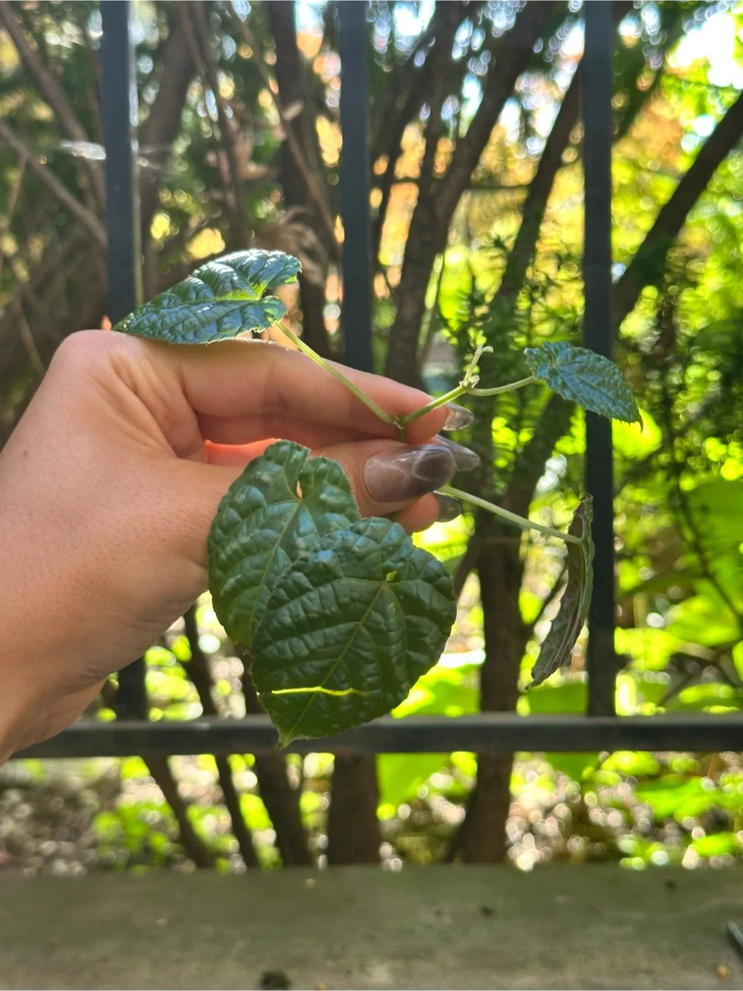Rooted Cissus Discolor Begonia Cutting thumbnail