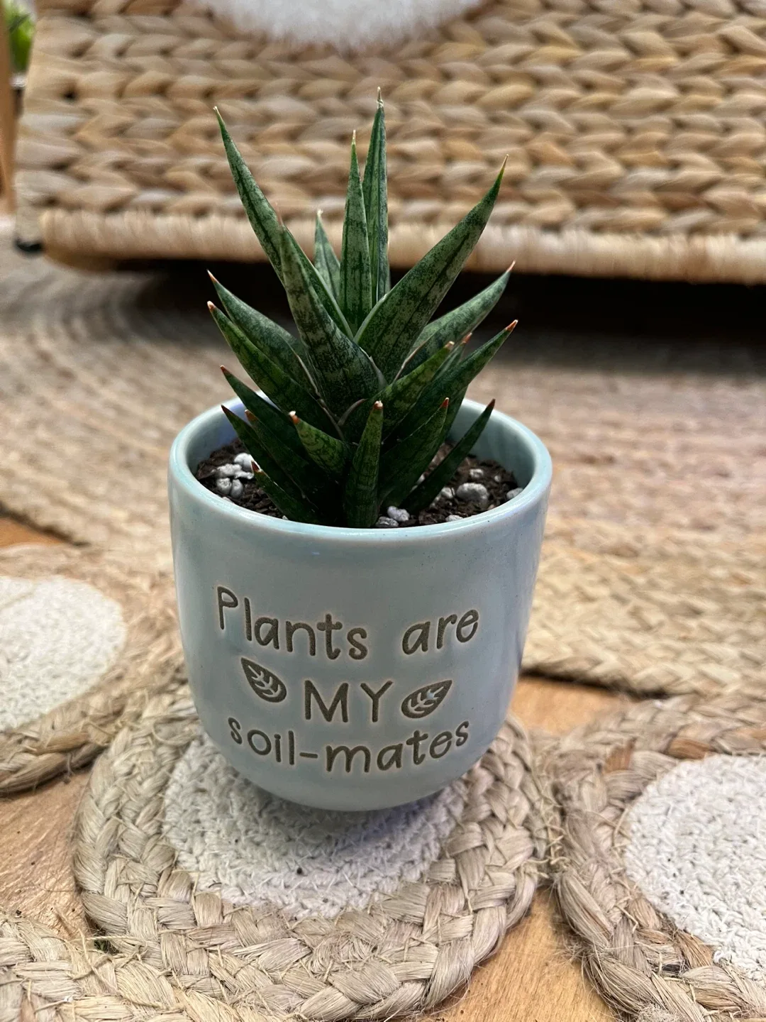 Variety of Succulents and semi succulents in 3” ceramic pots image indicator(3)