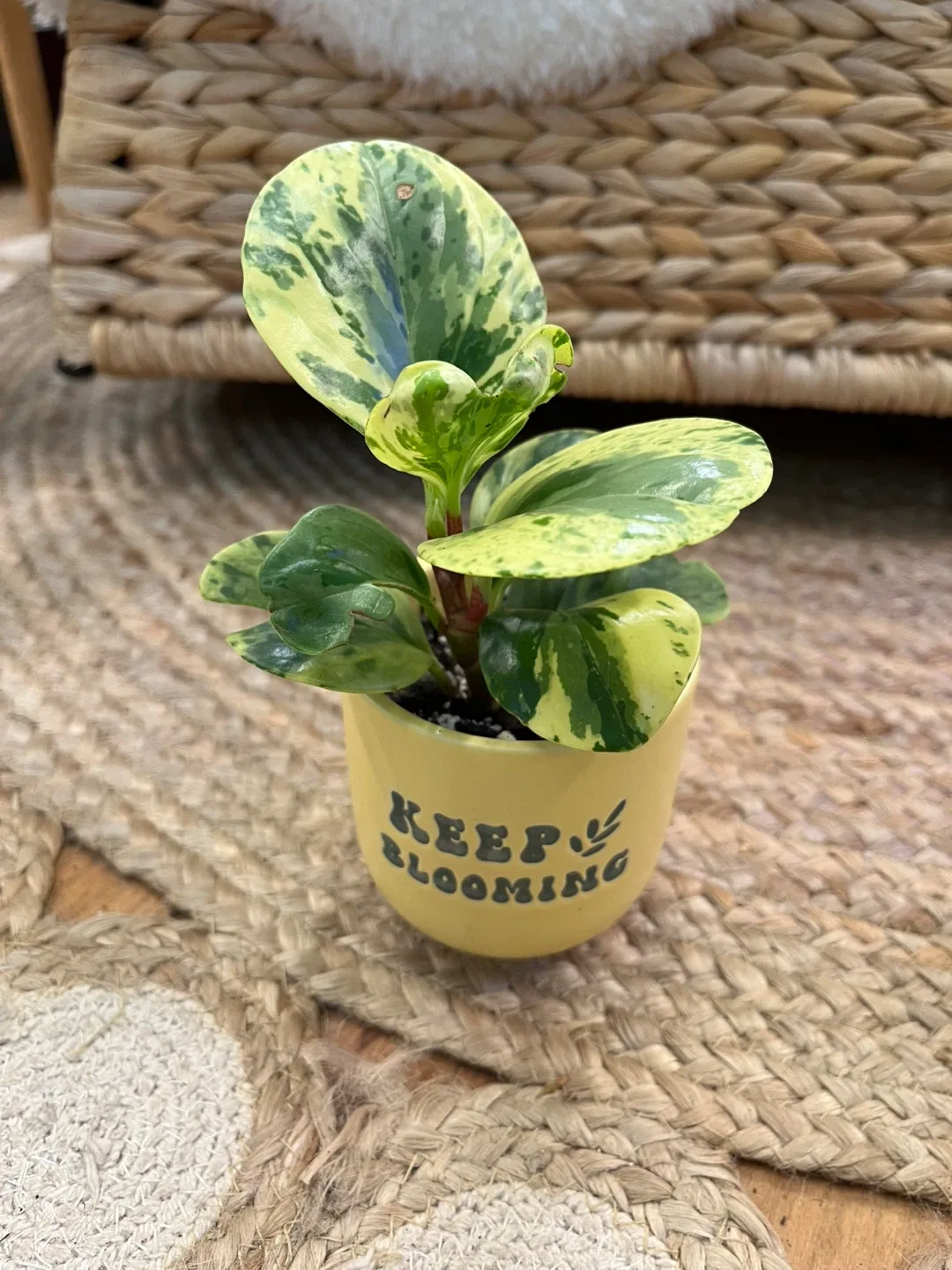 Variety of Succulents and semi succulents in 3” ceramic pots image indicator(2)