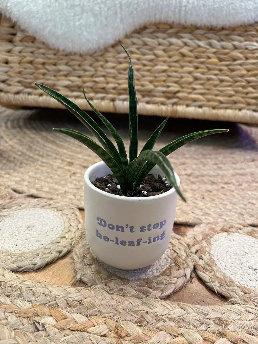 Variety of Succulents and semi succulents in 3” ceramic pots image indicator(5)