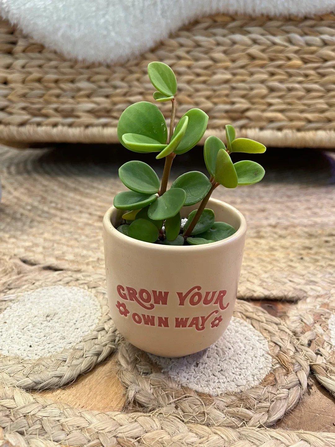 Variety of Succulents and semi succulents in 3” ceramic pots image indicator(4)