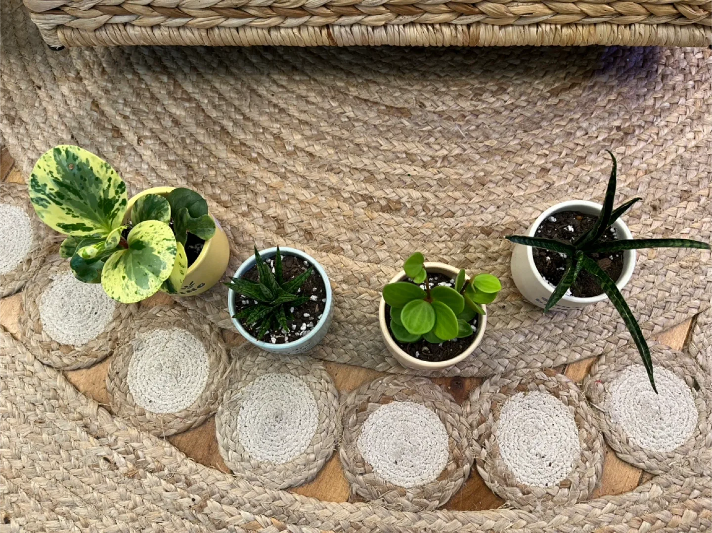 Variety of Succulents and semi succulents in 3” ceramic pots image indicator(6)