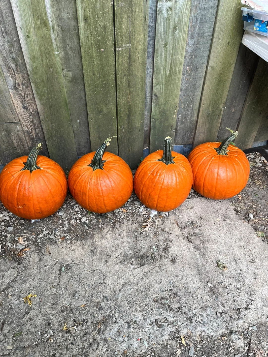 5 Large Pumpkins FREE! thumbnail