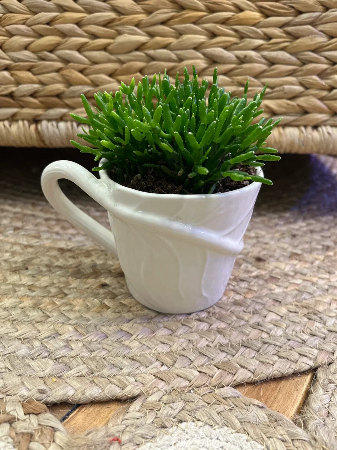 Variety of tropical plants in Vintage Teacup Planters