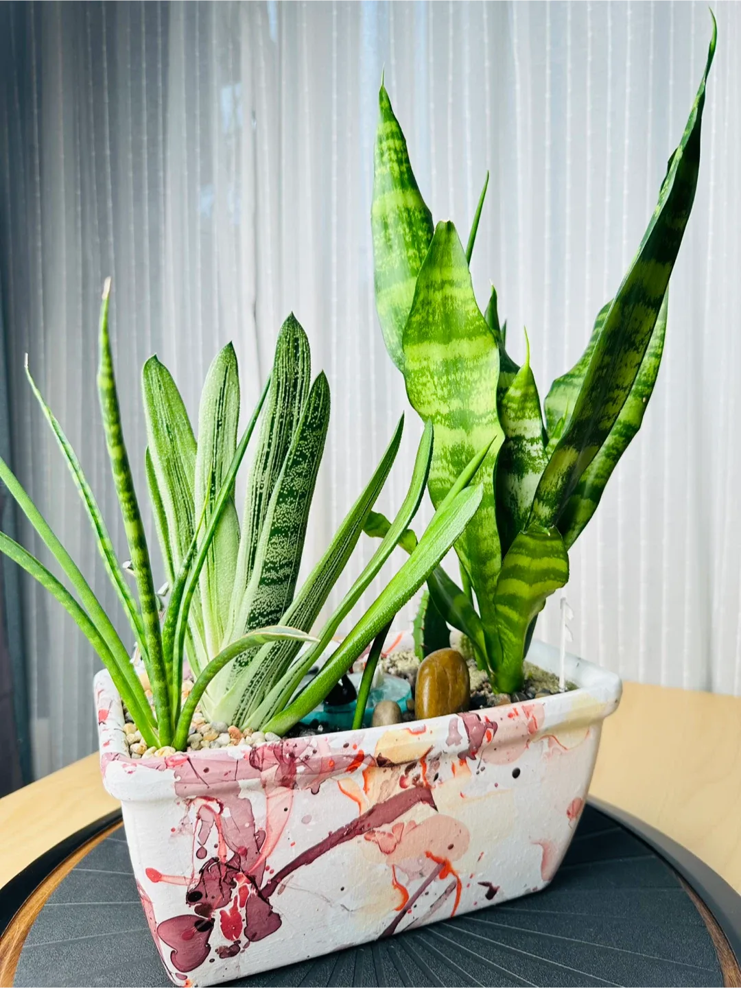 Super low maintenance Plant Arrangement image indicator(7)