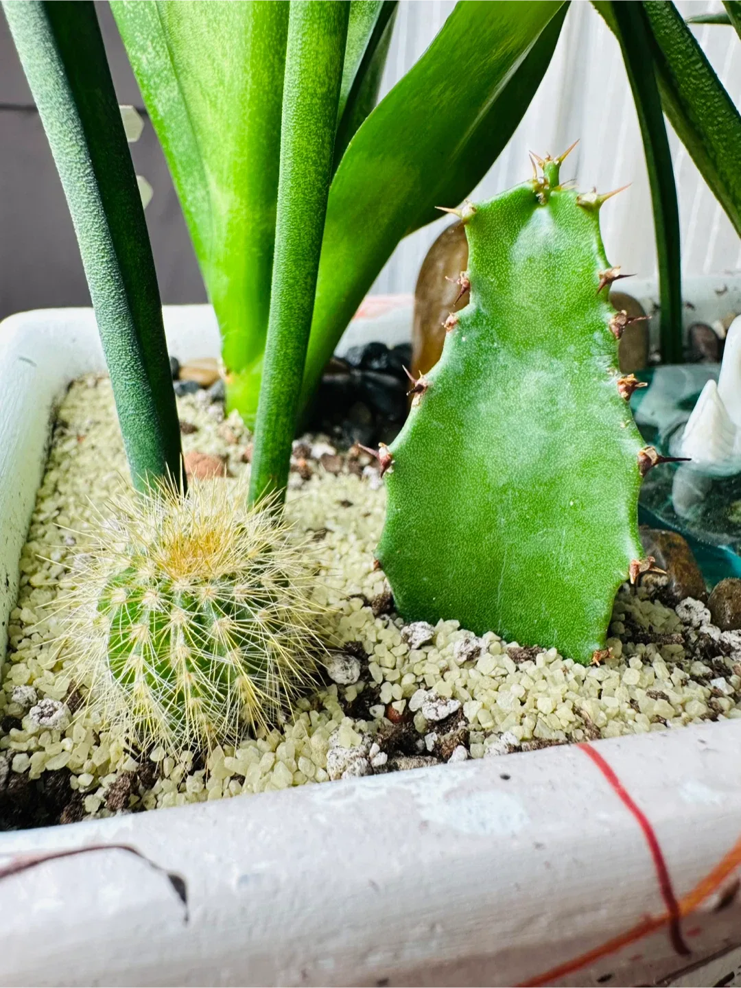 Super low maintenance Plant Arrangement image indicator(5)