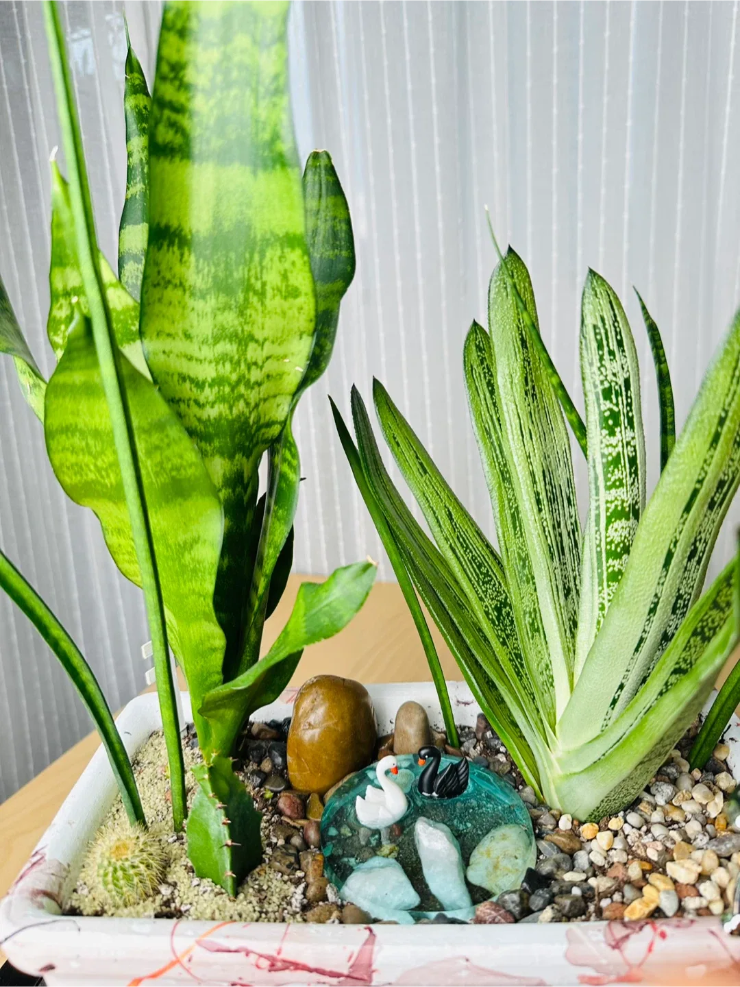 Super low maintenance Plant Arrangement image indicator(6)