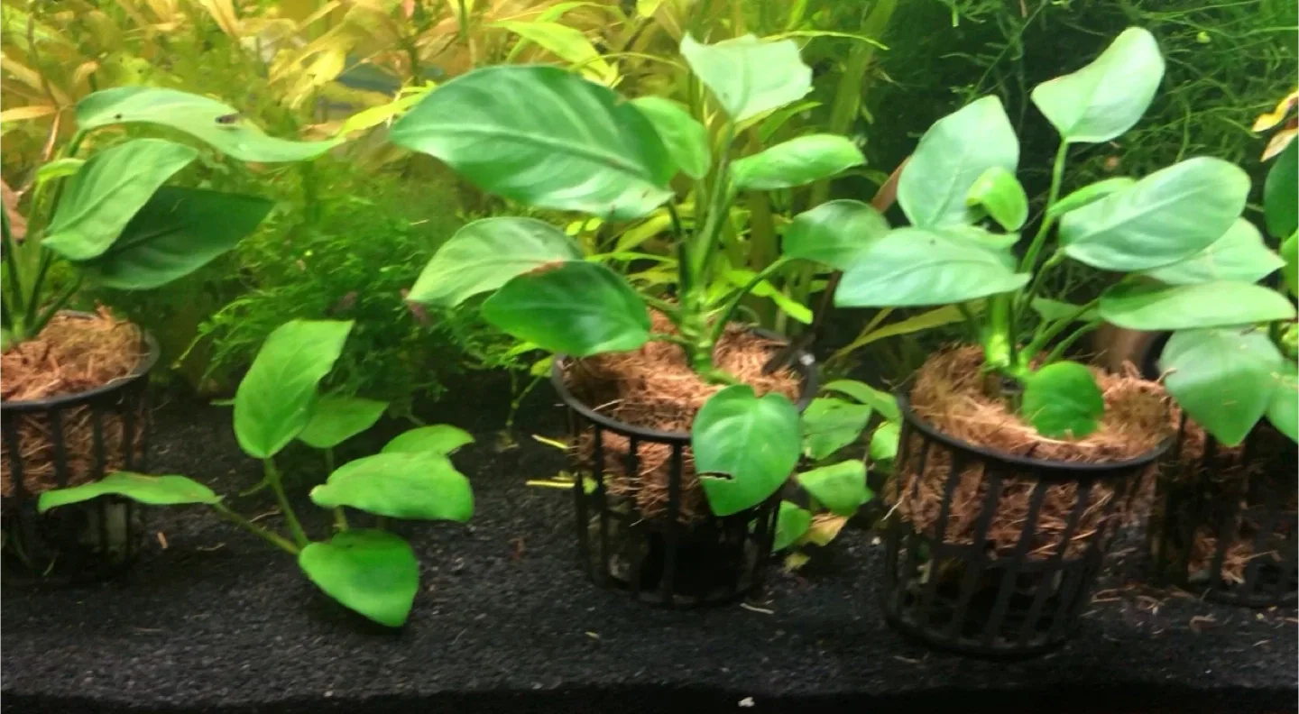 30 gallon walstad fully planted tank image indicator(5)