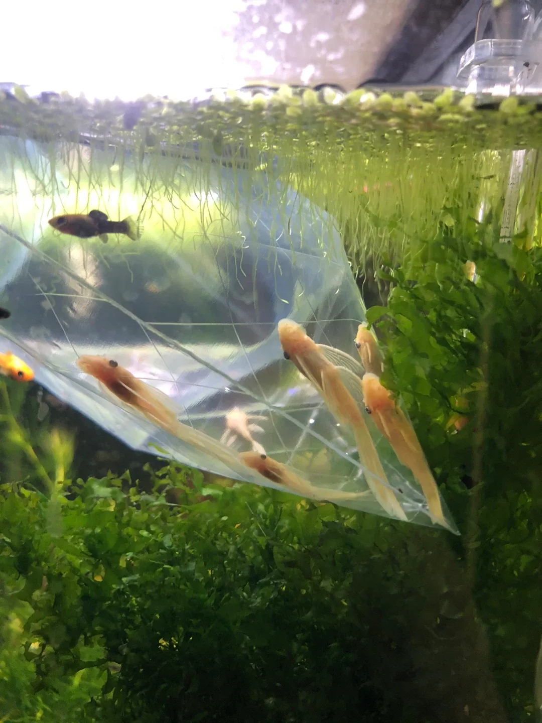 30 gallon walstad fully planted tank image indicator(6)