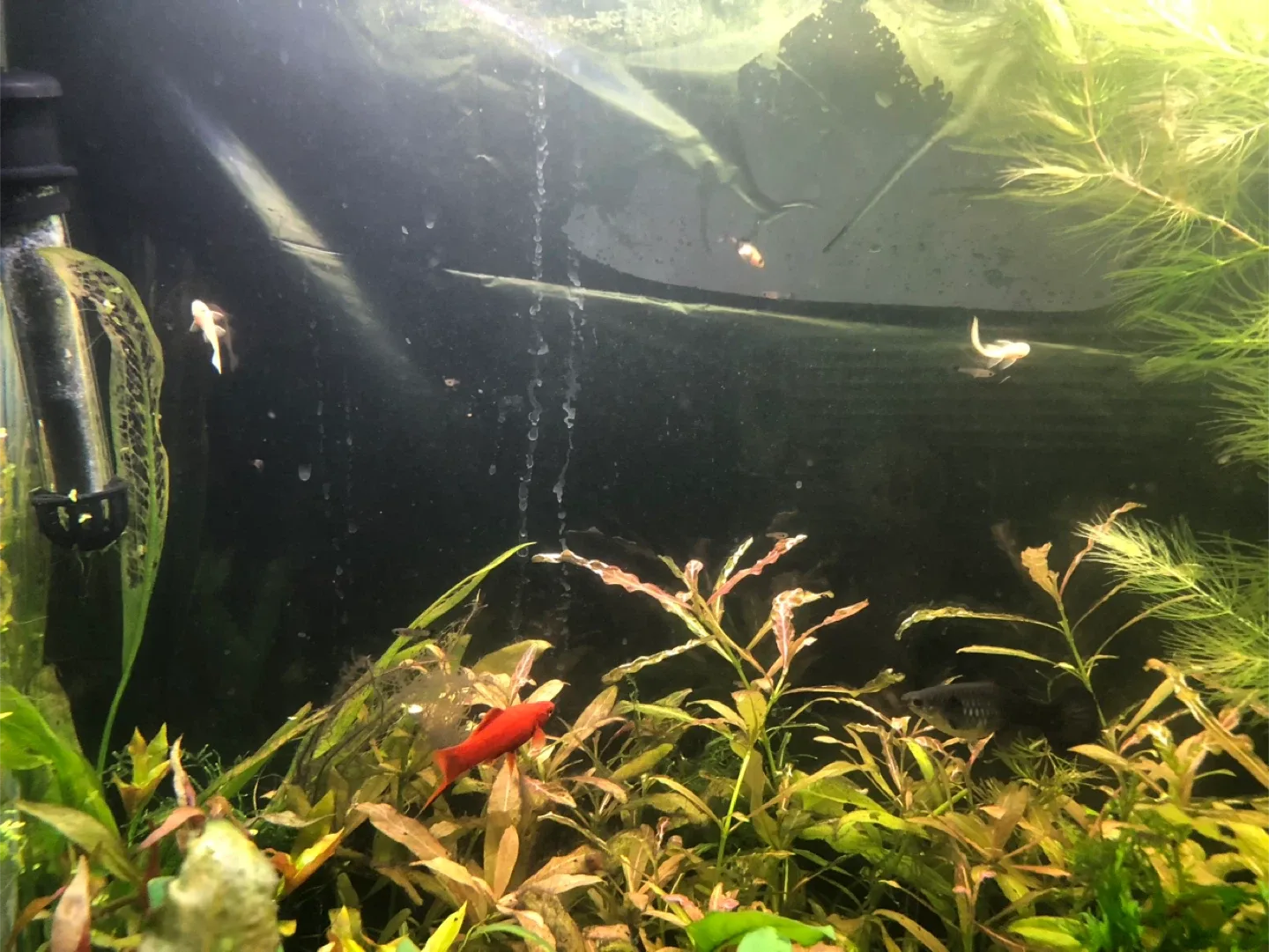 30 gallon walstad fully planted tank image indicator(3)