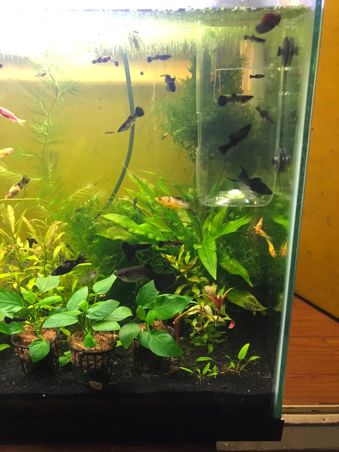 30 gallon walstad fully planted tank image indicator(4)