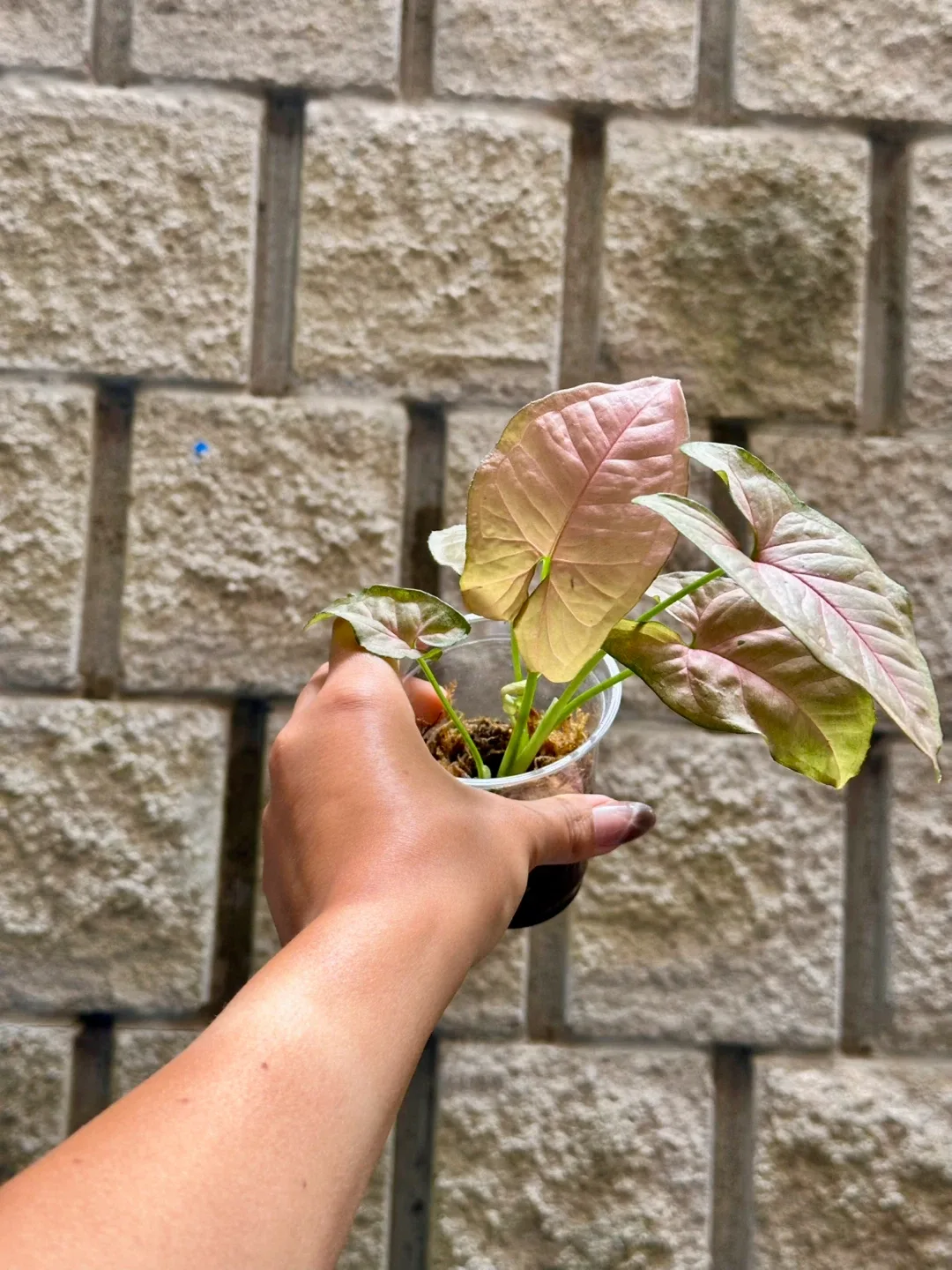 Syngonium Pink Perfection Plant thumbnail
