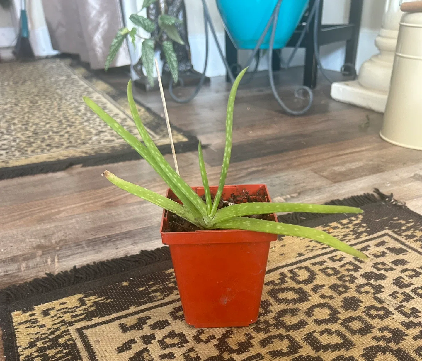 Aloe Vera Plant in Orange Pot thumbnail