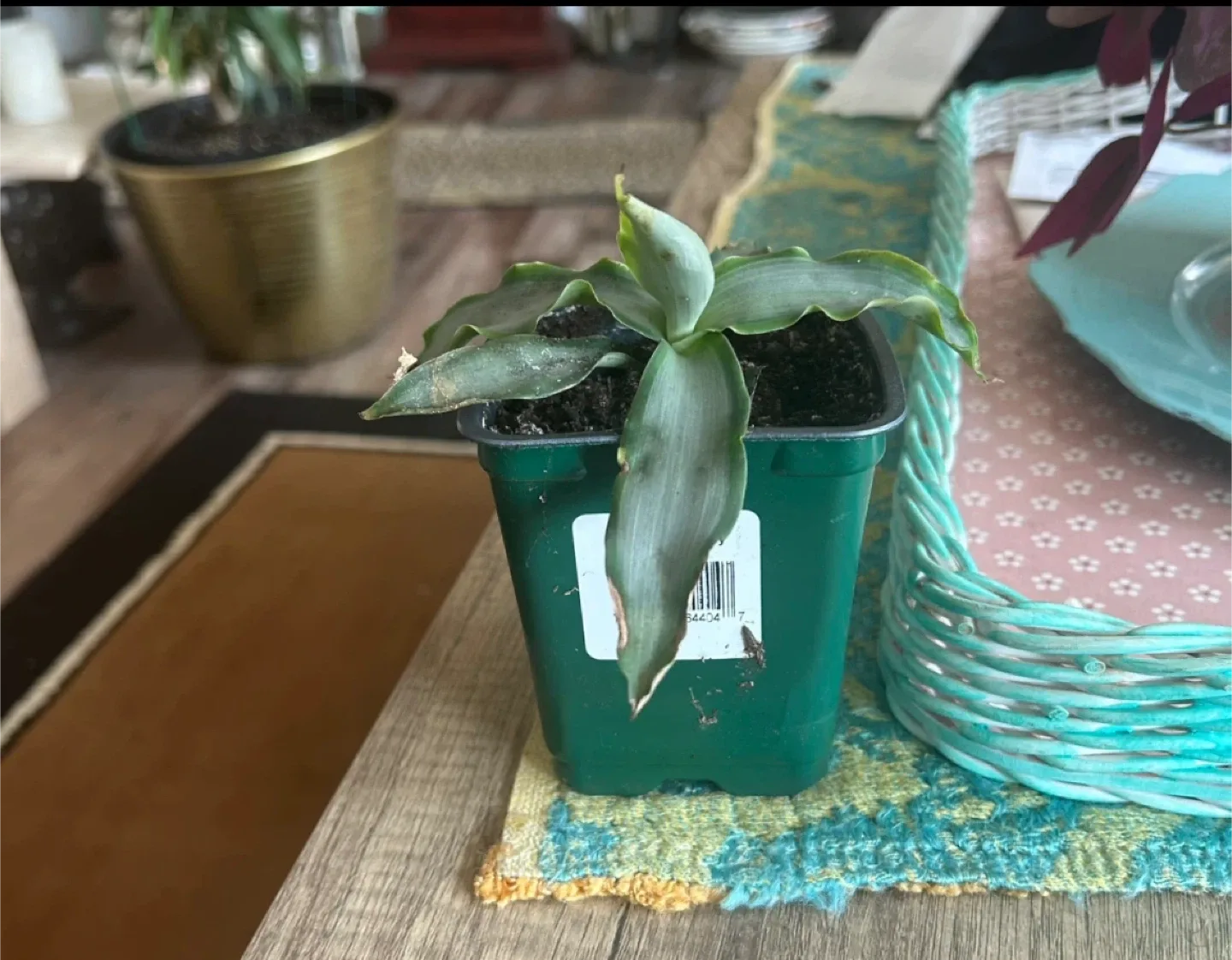 Callisia fragrans Potted Plant thumbnail