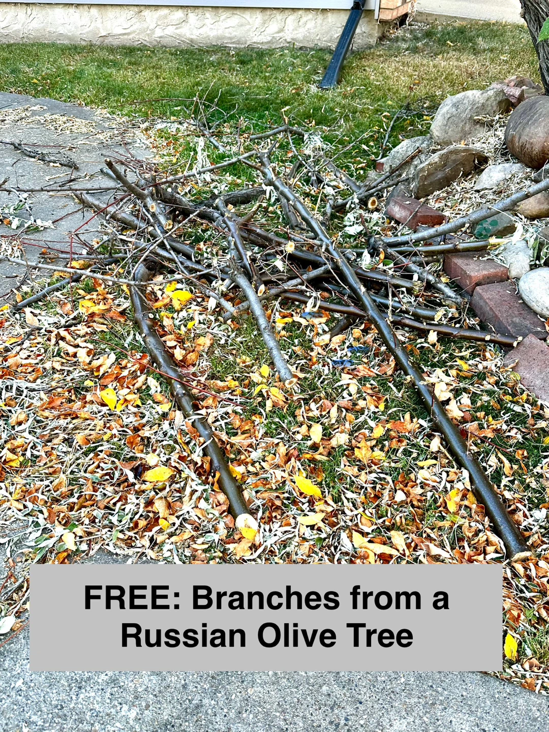 FREE: Branches from a Russian Olive Tree