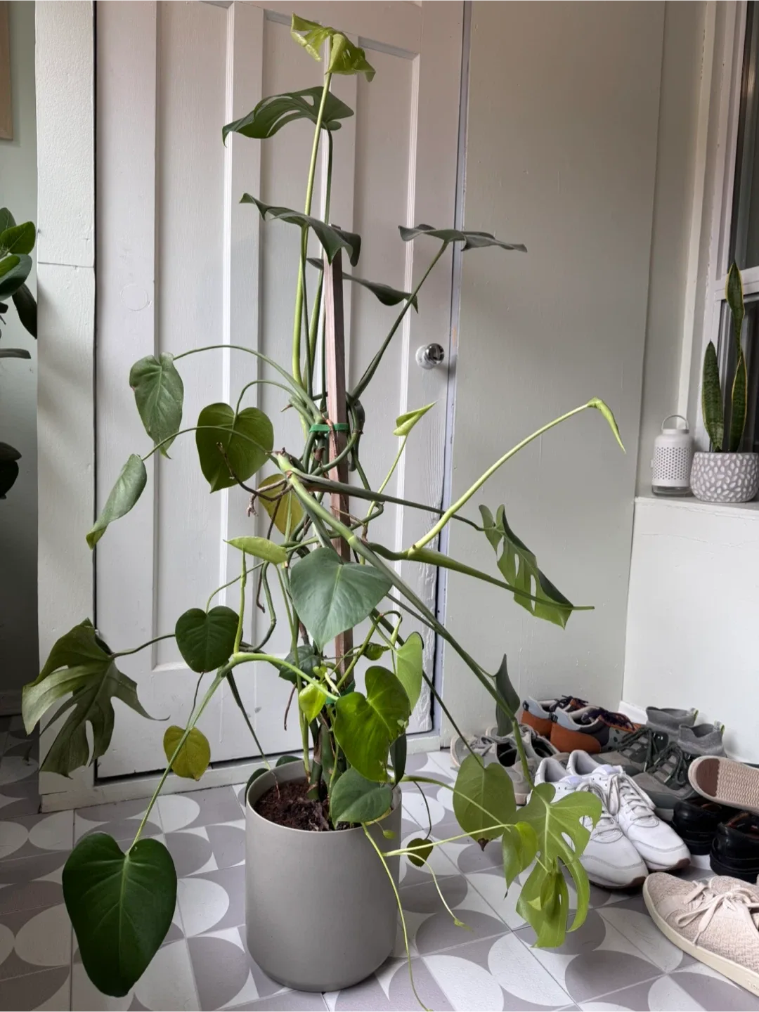 Monstera Plant thumbnail