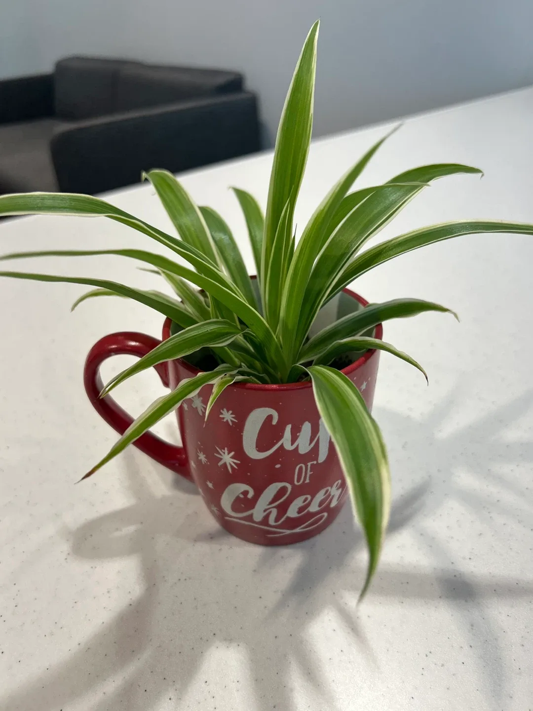 Spider Plant in Mug thumbnail