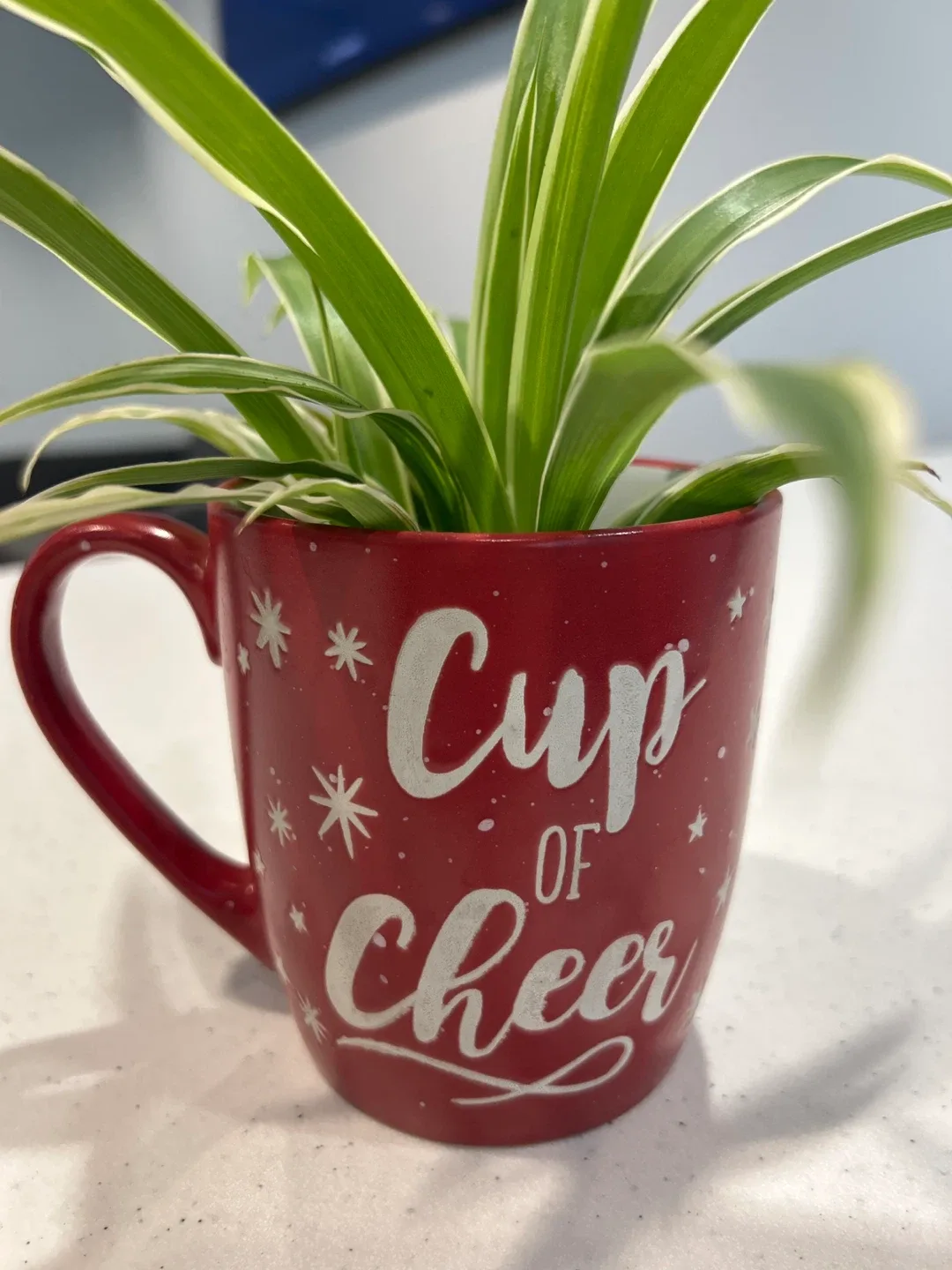 Spider Plant in Mug image indicator(2)
