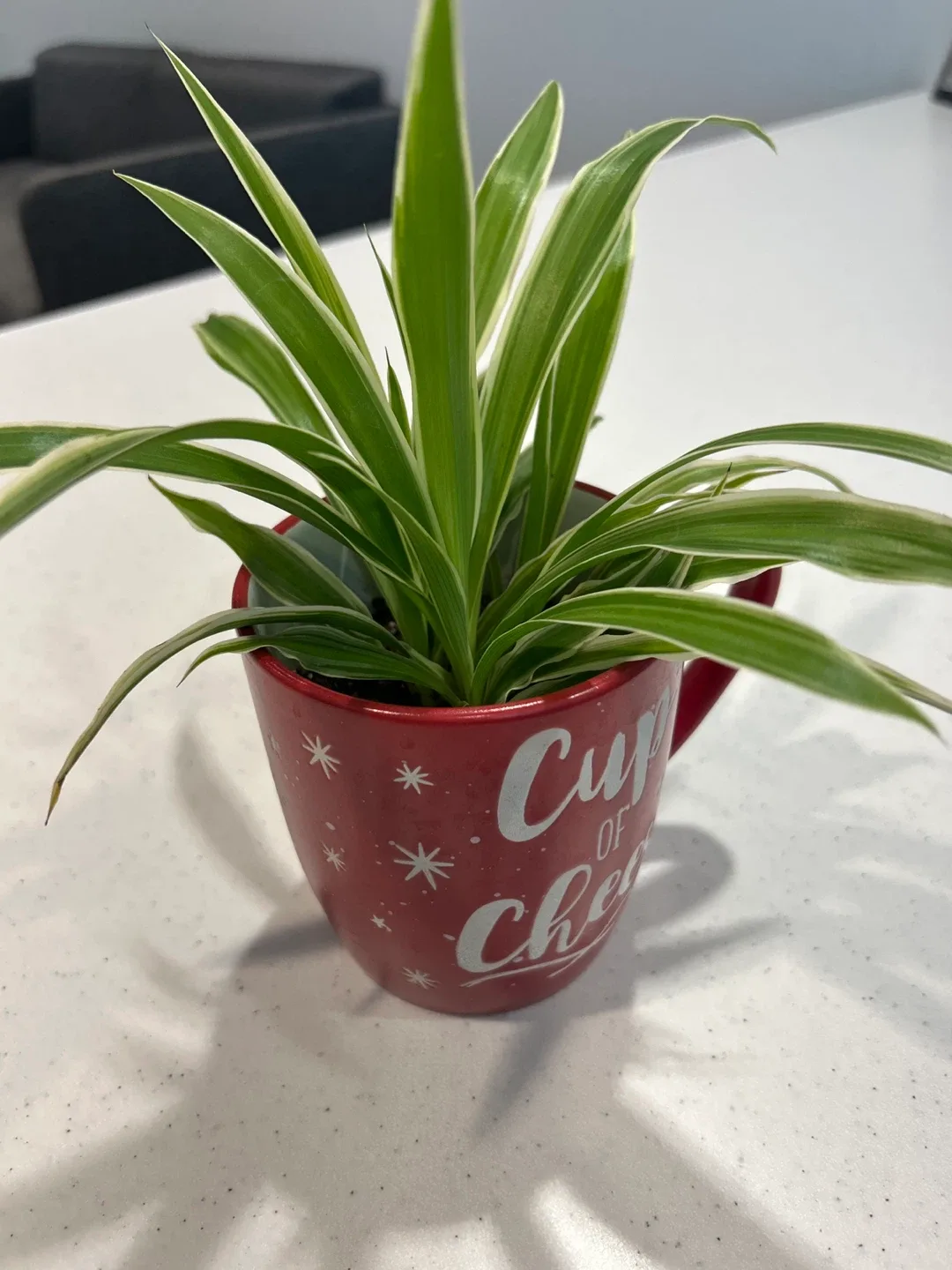 Spider Plant in Mug image indicator(3)