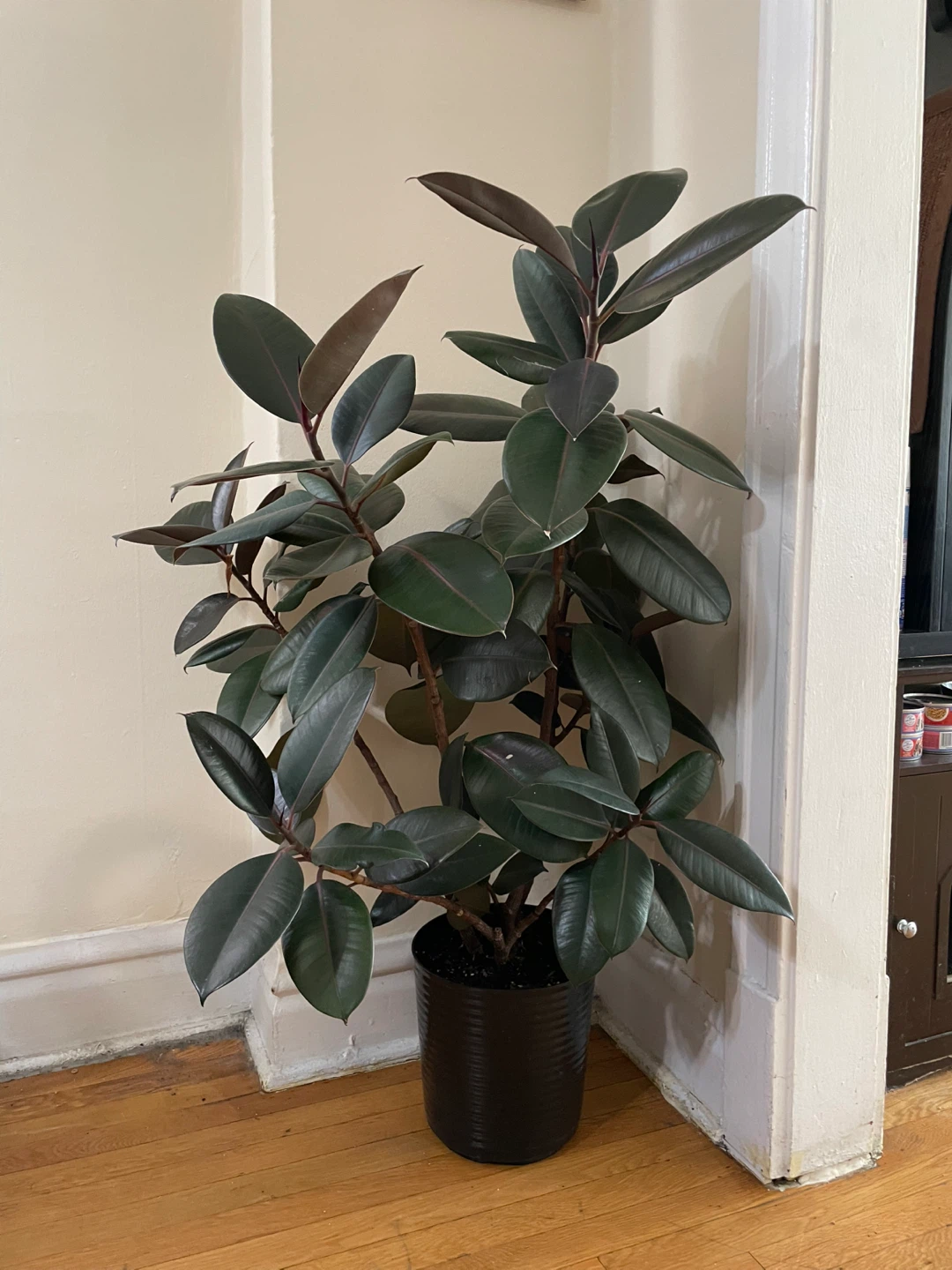 Ficus Elastica Tree