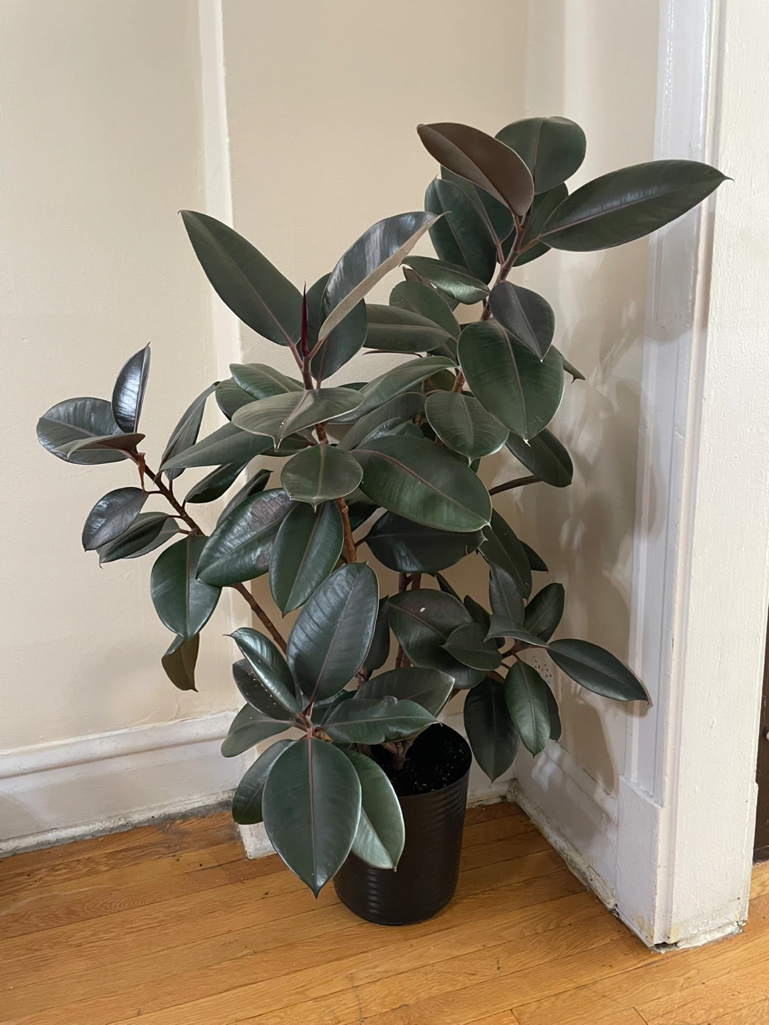 Ficus Elastica Tree - photo 2