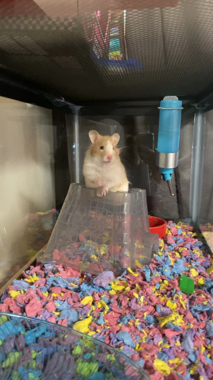 Free hamster with cage food