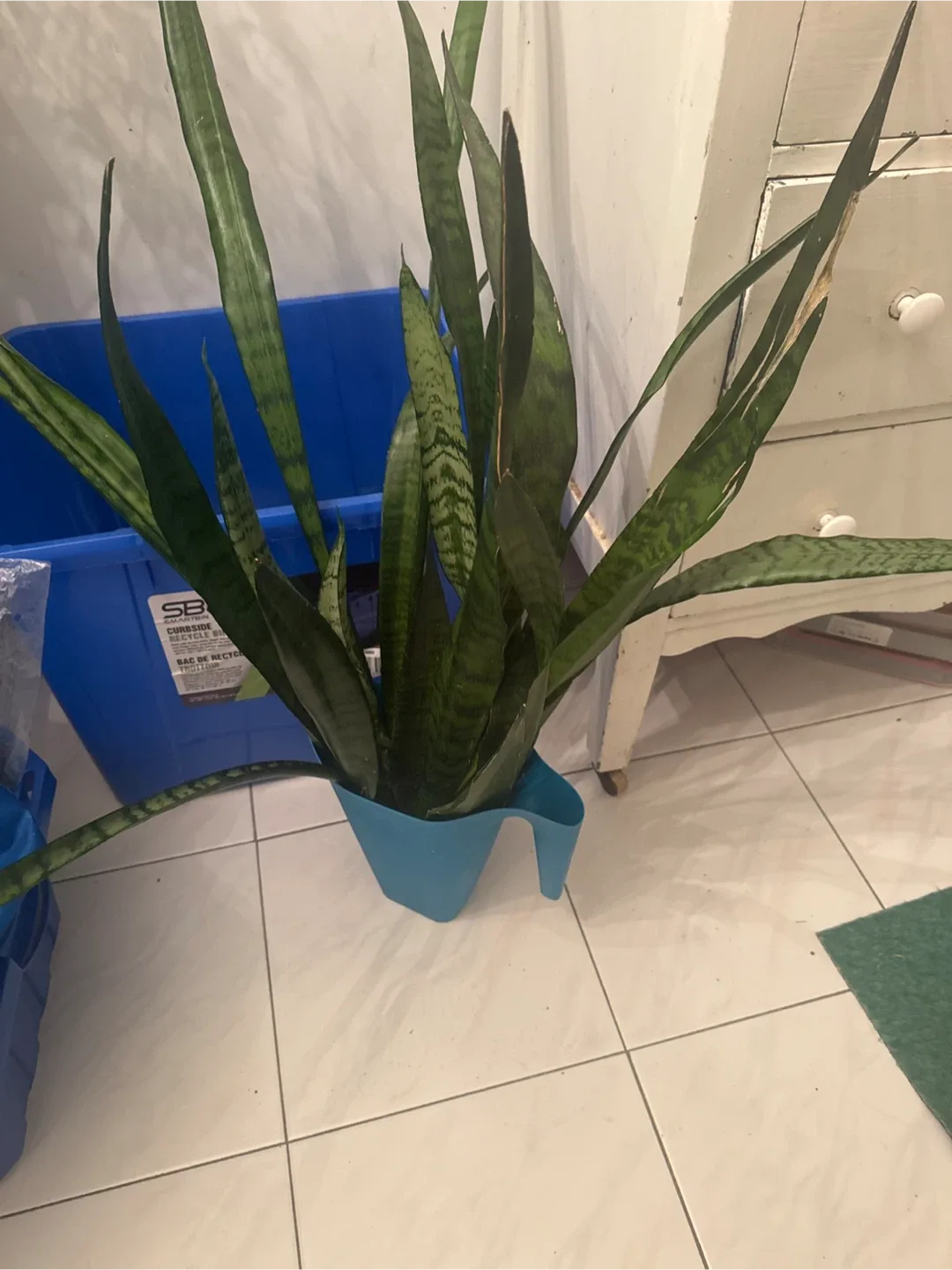 Snake Plant thumbnail