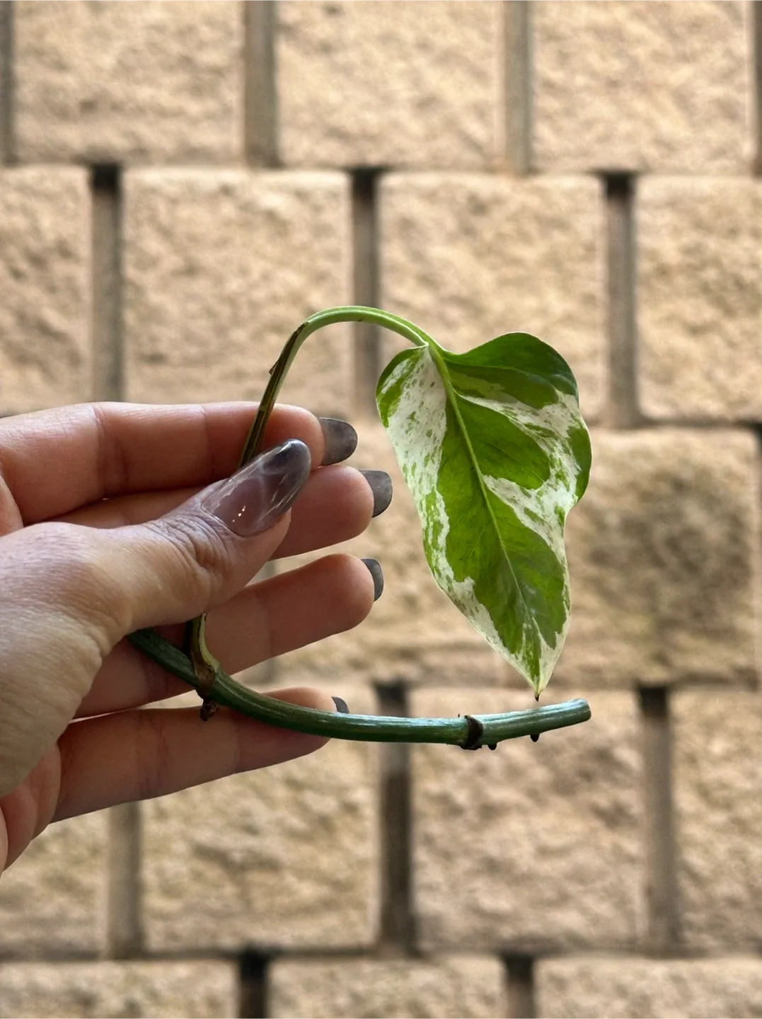 Plant Cuttings image indicator(4)