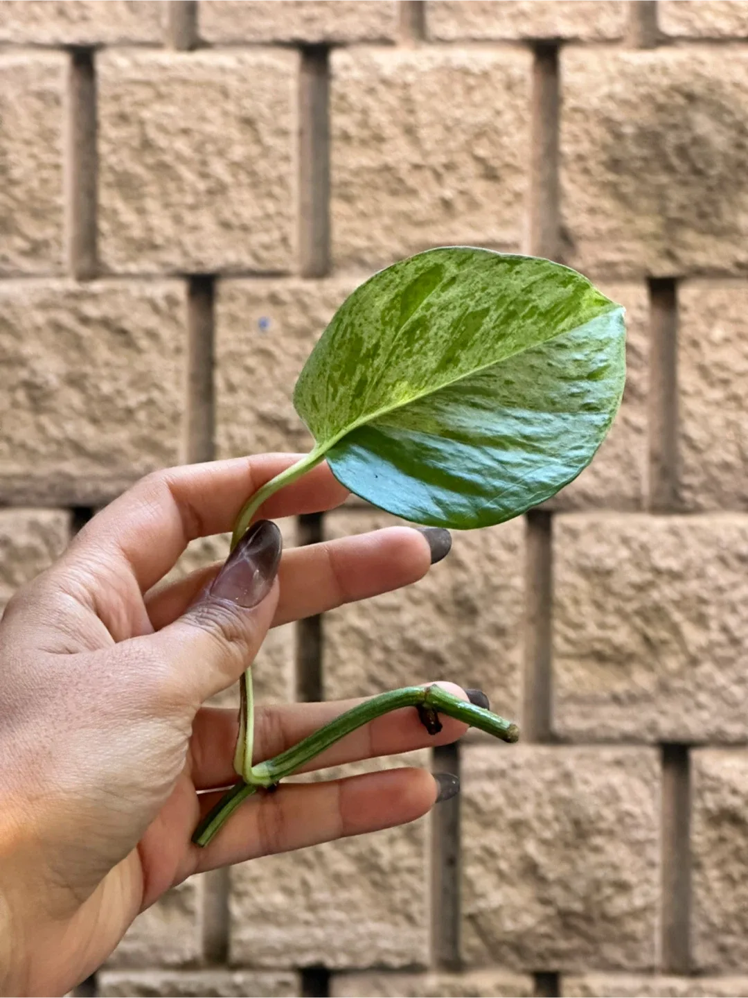 Plant Cuttings image indicator(3)