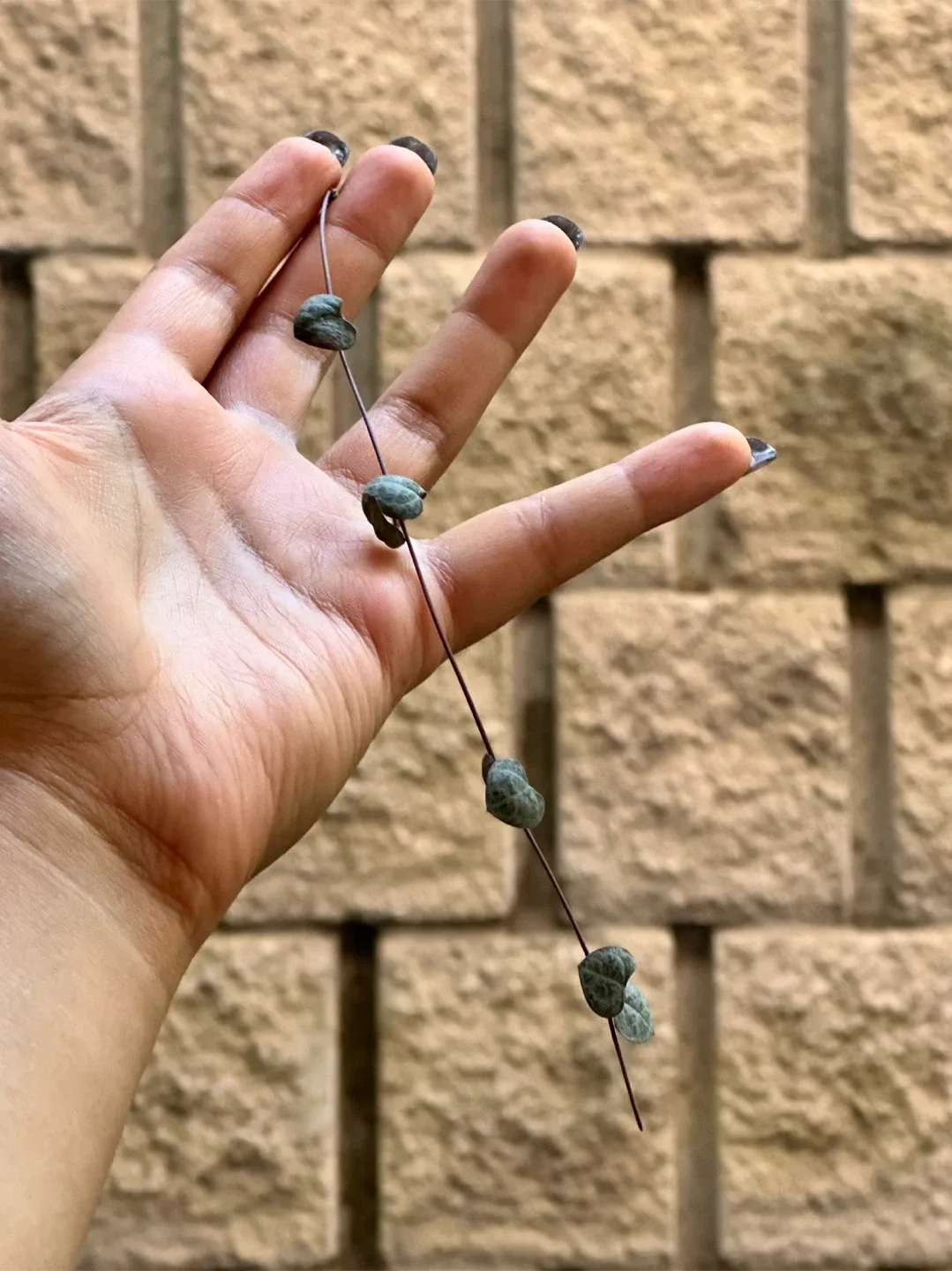 Plant Cuttings image indicator(2)