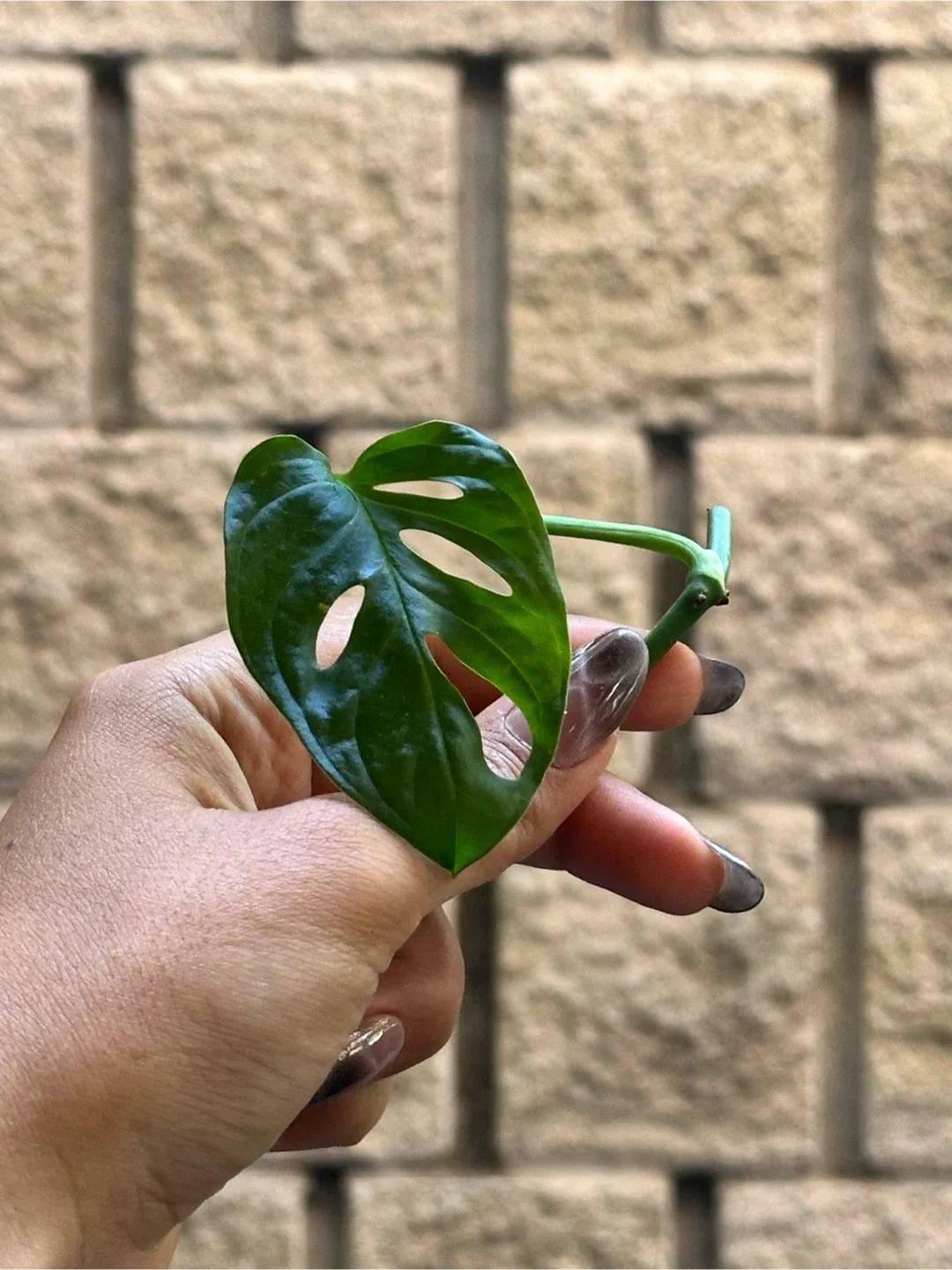 Plant Cuttings image indicator(5)