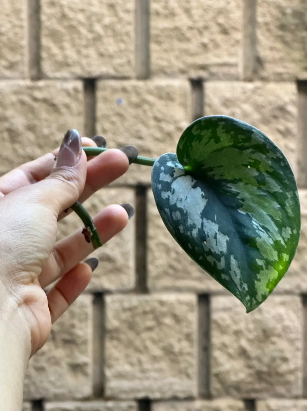 Plant Cuttings image indicator(6)