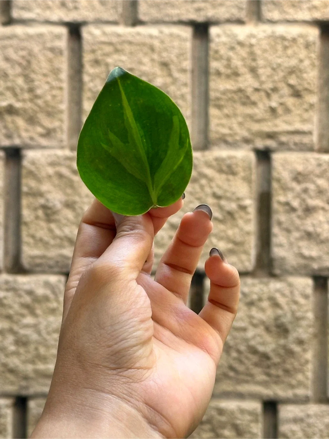 Plant Cuttings image indicator(7)