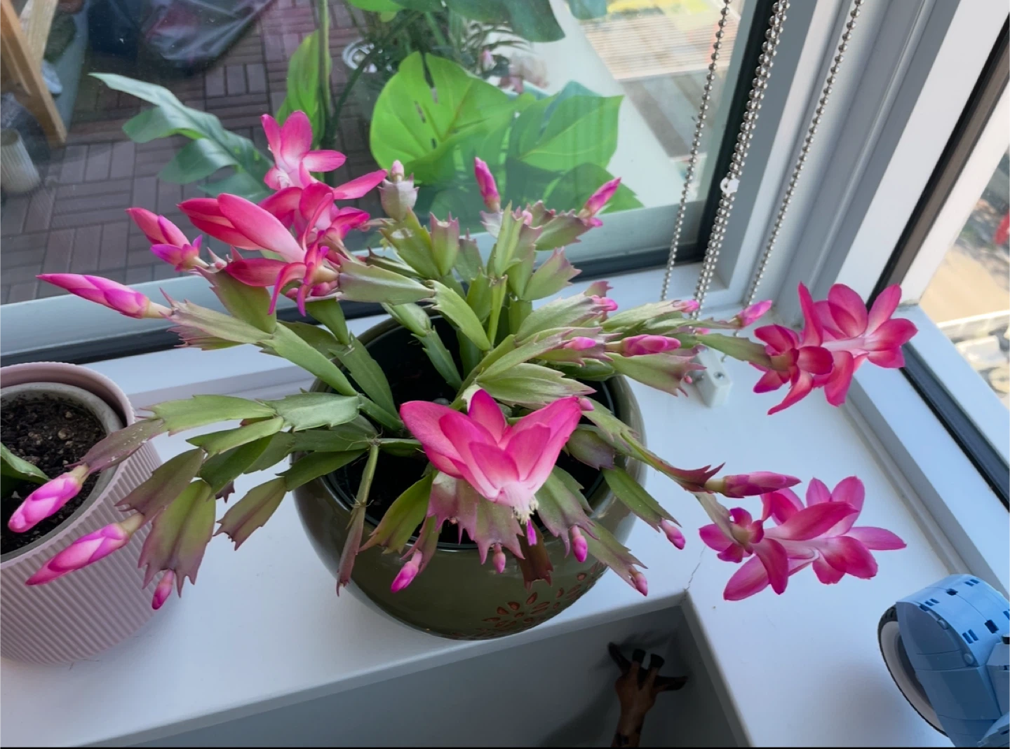 Christmas Cactus with Pink Flowers