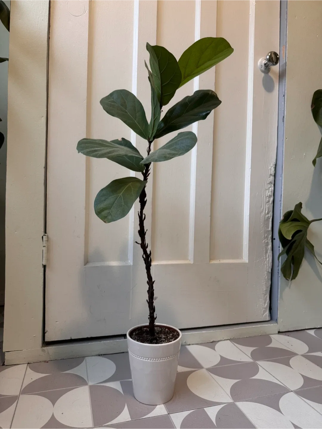 Fiddle Leaf Fig Plant in White Pot thumbnail